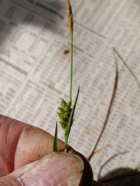 Carex crawei image